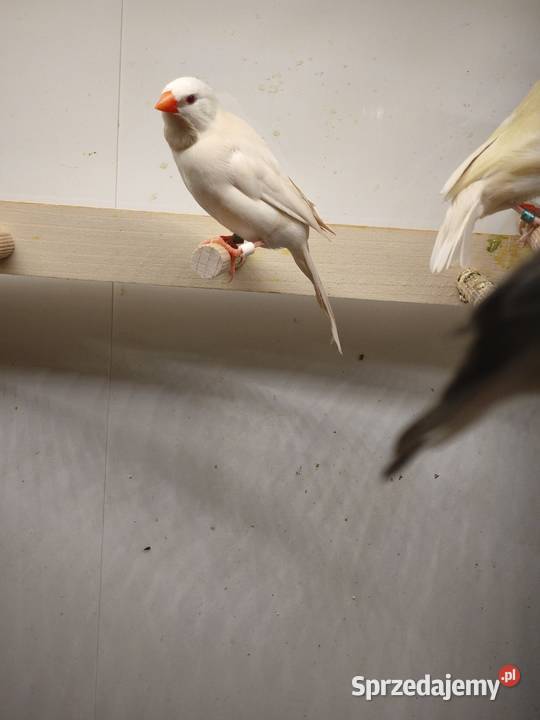 Amadyny Ostrosterne Różne Mutacjr Mielec