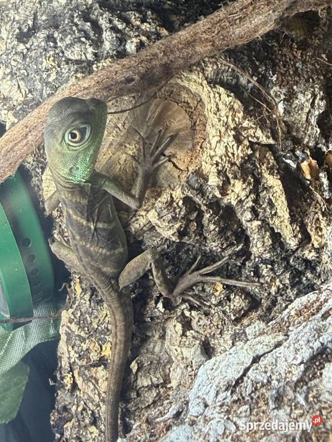 Agama Błotna Physignathus cocincinus