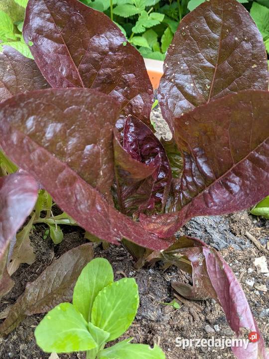 Cykoria pikantna nasiona Kraków