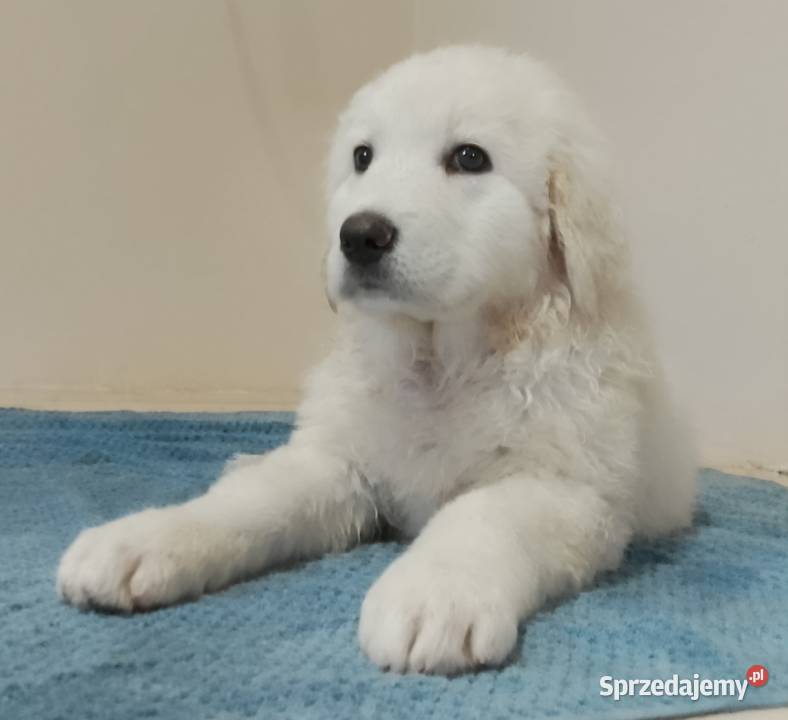 Owczarek Podhalański piękne szczenięta z metryką