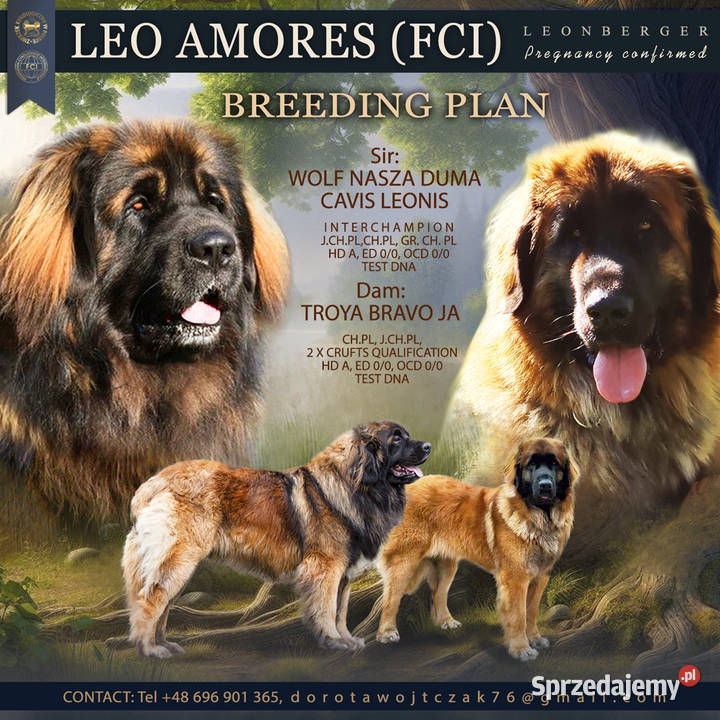 Leonberger szczenięta Pozostałe Zwierzęta