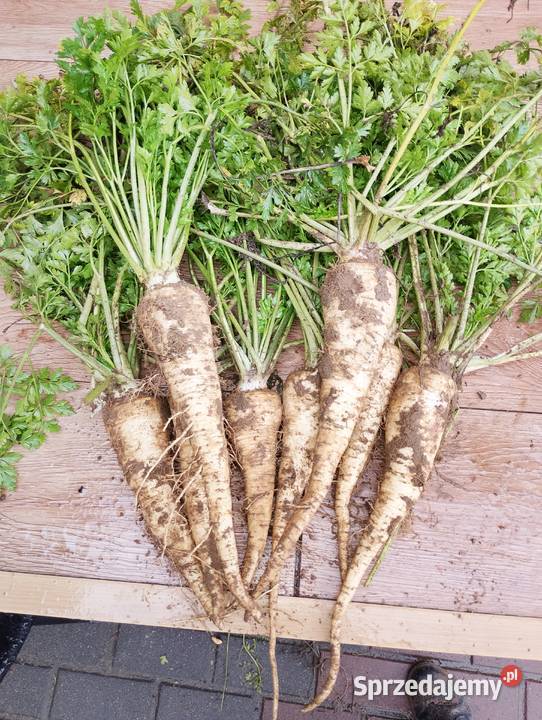 Sprzedam pietruszkę Pozostałe Kolonia Lipnik