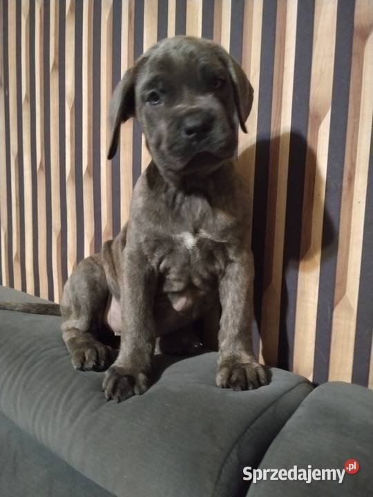 Cane corso Italiano Mogilno