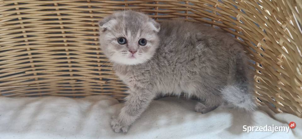 Kotka Szkocka liliowa zwisłoucha Brytyjski Katowice