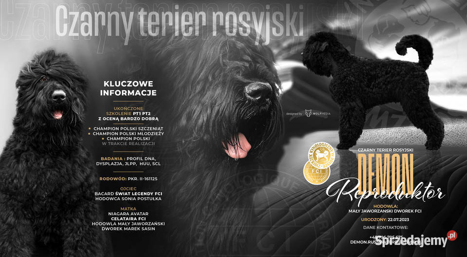 Czarny Terier rosyjski reproduktor Zabrze sprzedam
