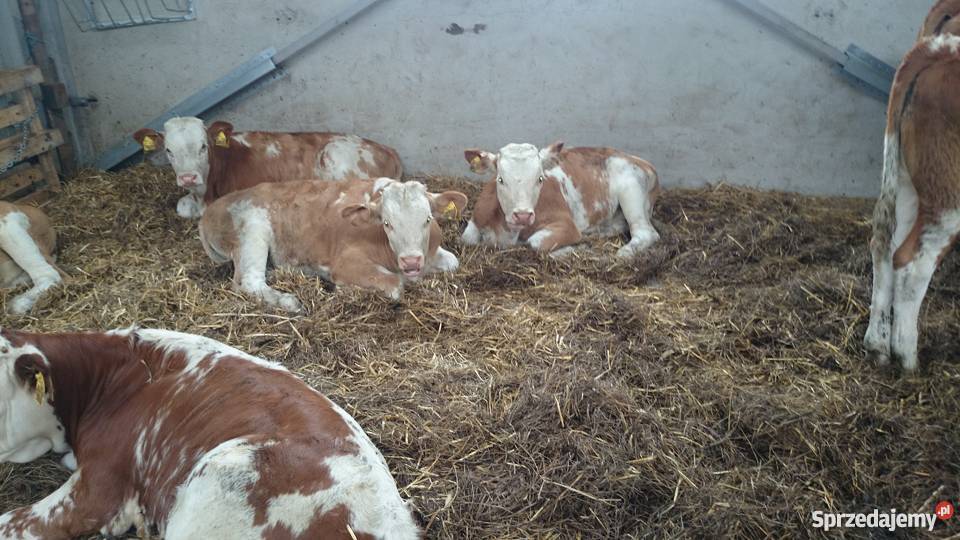 Byczki simental 100 kujawsko-pomorskie Złotniki Kujawskie