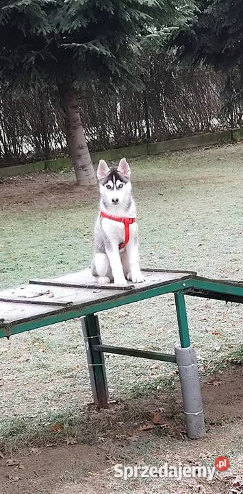 Husky syberyjski suczka Leżajsk