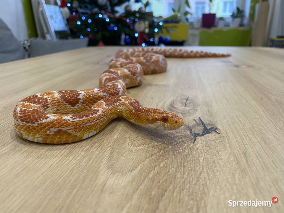 Sprzedam 2 węże Boa i zbożowy