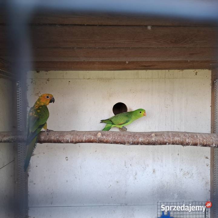 Ksiezniczka walii czerwono skrzydła konura