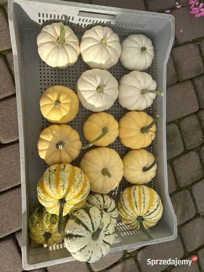 Dynie ozdobne Zwoleń sprzedam