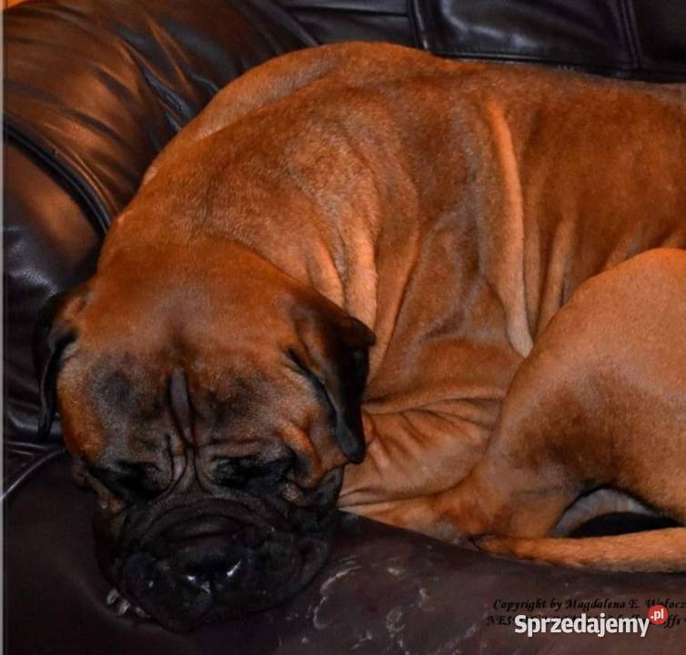Bullmastiff zapowiedź miotu Lublin sprzedam