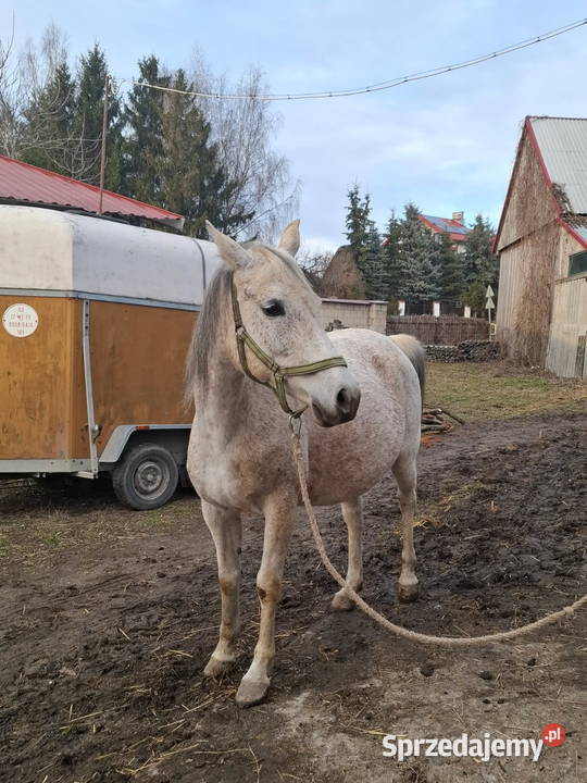Klacz Czystej Krwi Arabskiej2 Piórków