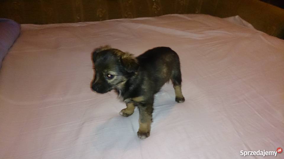 York Terier x Pinczer miniaturka suczka Ząbki