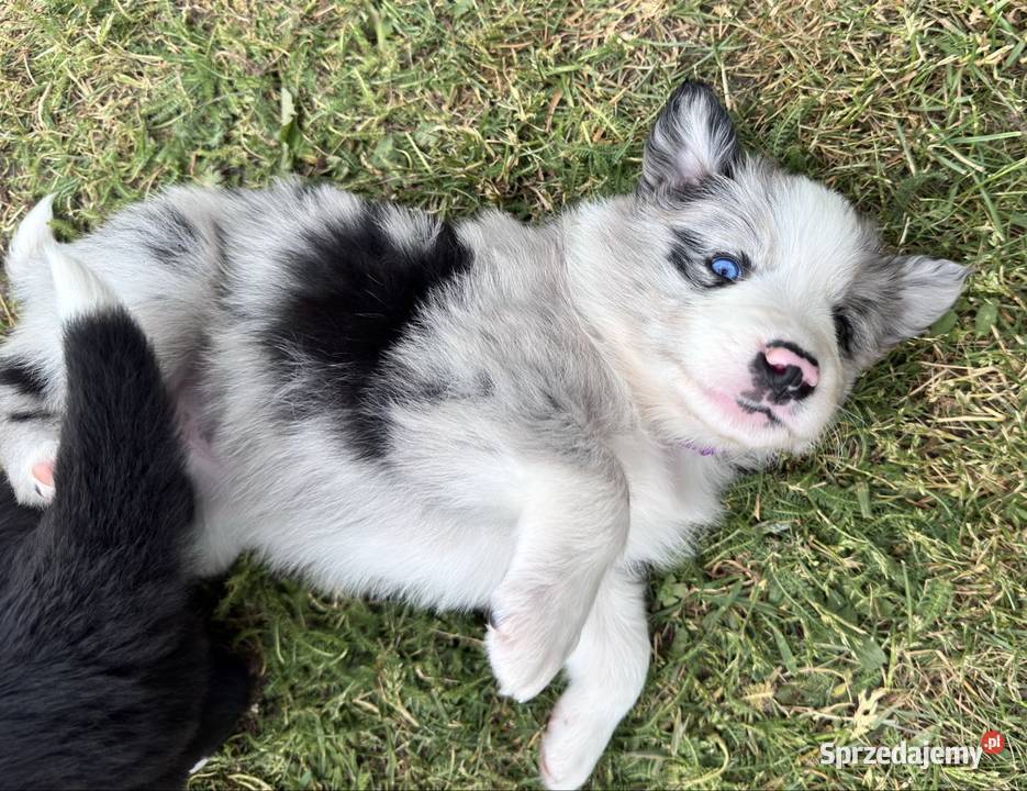 Border Collie suczka blue merle Kamień