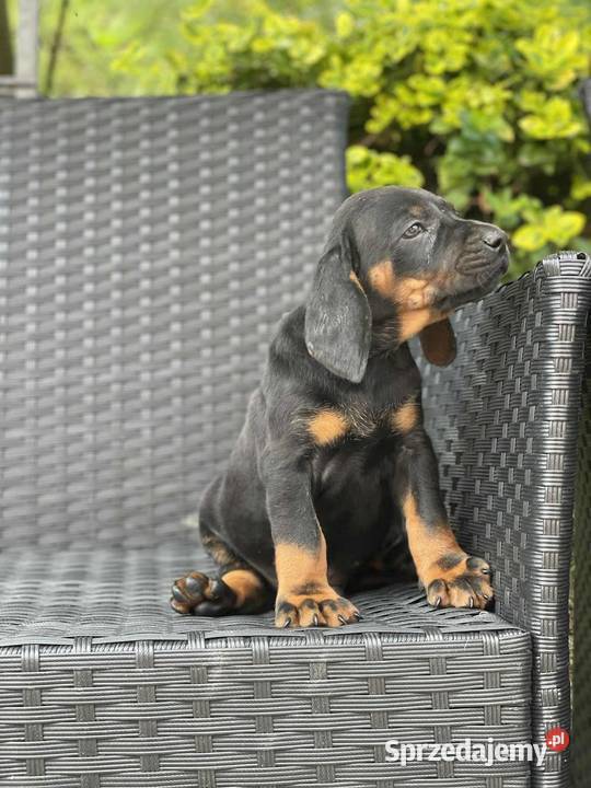 Szczeniaki Polski Gonczy Pozostałe Wronowice