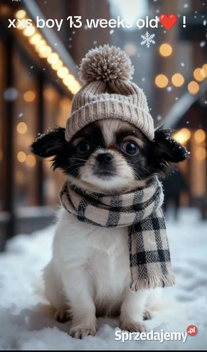 Chihuahua chłopiec samiec XS dlugowlosy kujawsko-pomorskie Inowrocław