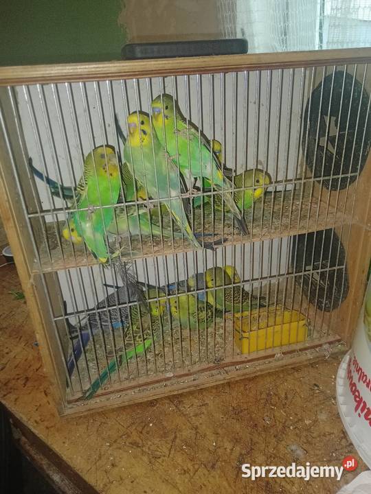 Faliste Wawrzeńczyce