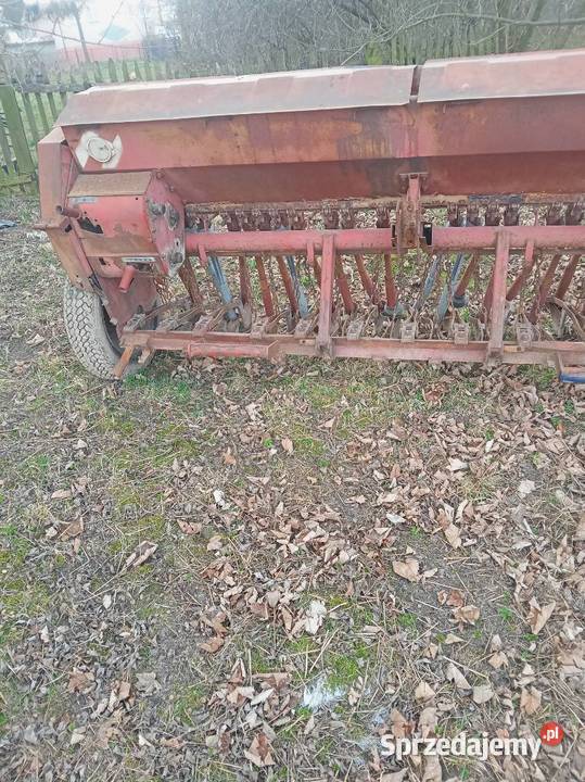 Siewnik Poznaniak Sokolniki