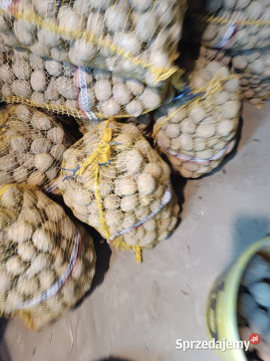 Sadzeniaki melody ziemniaki Wielmoża