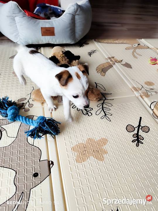 Jack Russell Terrier gładkowłose Psy łódzkie sprzedam