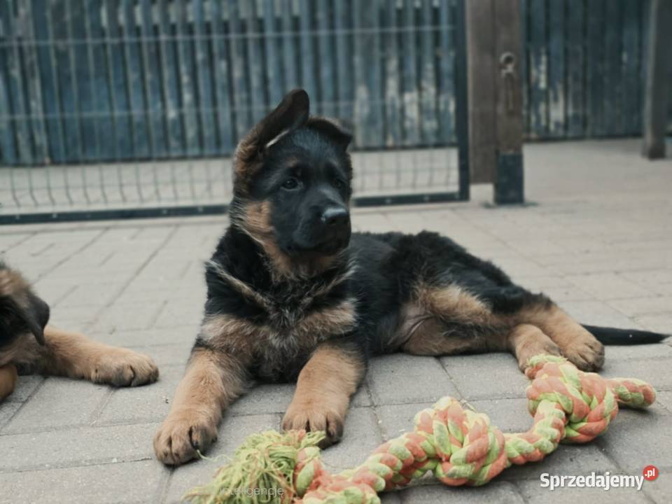 Owczarek Niemiecki szczenięta rodowód FCI Owczarek Wiązów