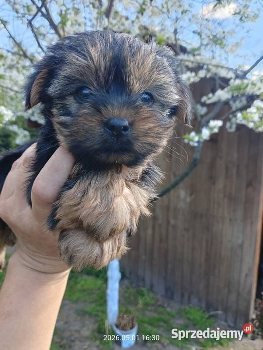 Yorkshire terrier dziewczynka śląskie Mochała sprzedam