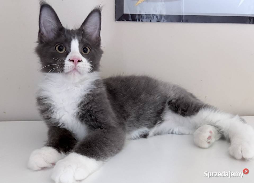 Maine Coon kocięta Maine Coon Wińsko