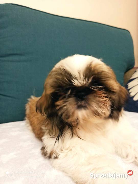Śliczny piesek rasy shih tzu Monte Przeczyca