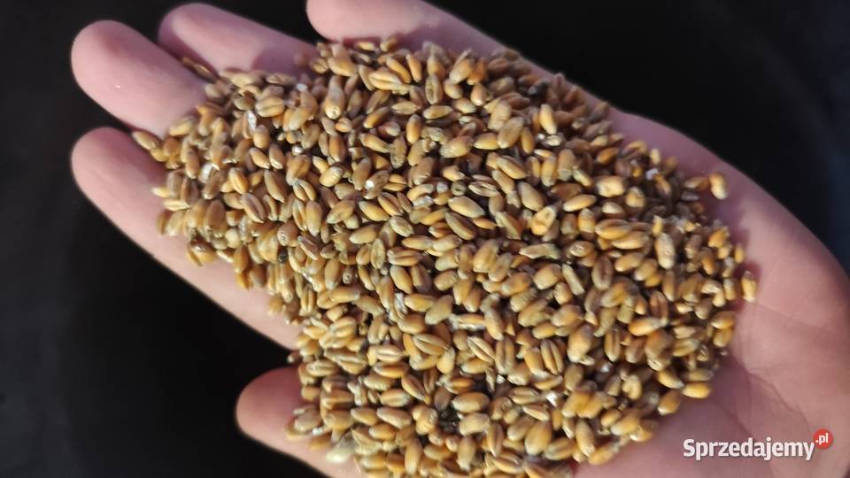 Pszenica konsumpcyjna Euforia podkarpackie Przemyśl