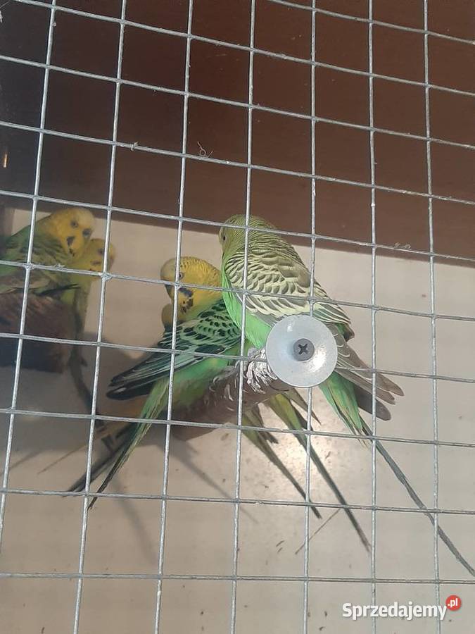 Papugi faliste małopolskie Skała sprzedam