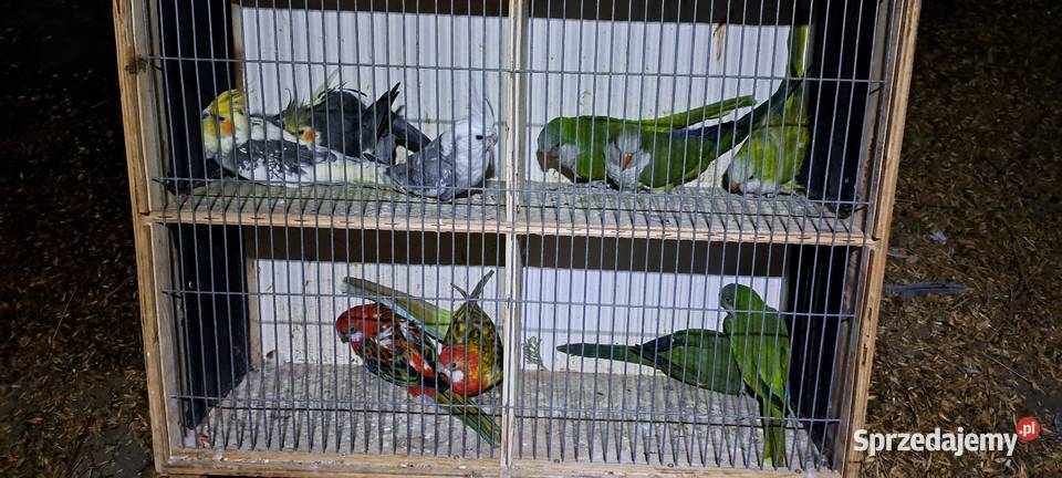 Sprzedam papugi widoczne na zdjęciach Brzeźno