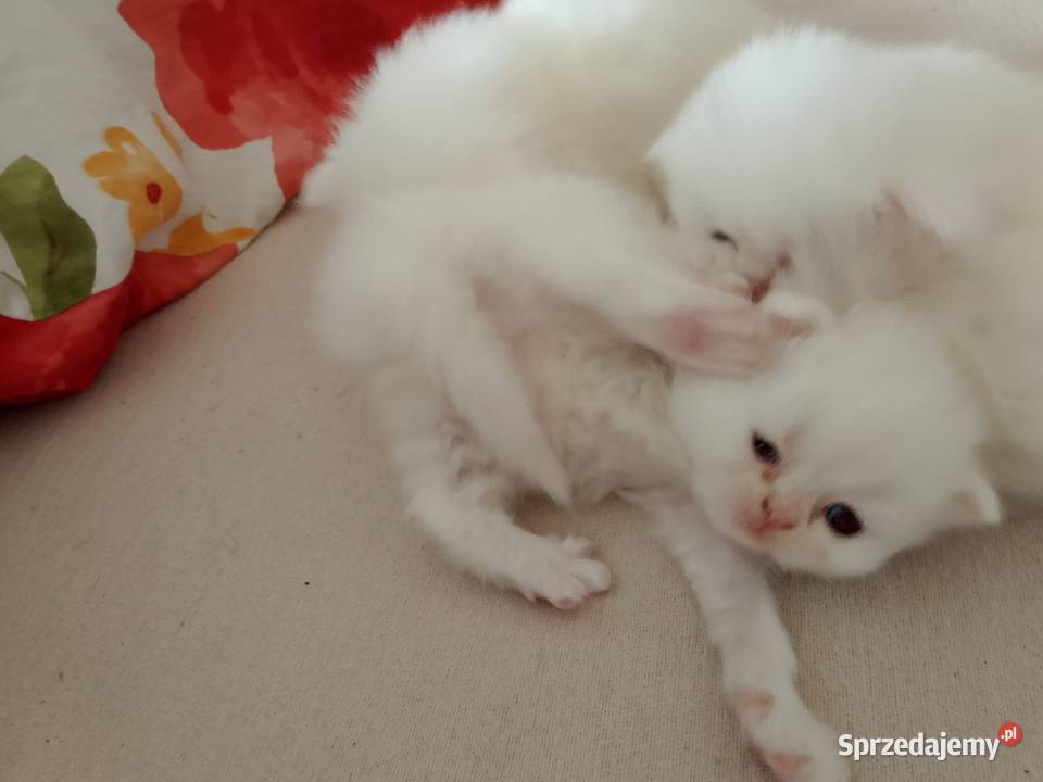 Korki perskie białe sreberka kujawsko-pomorskie Inowrocław