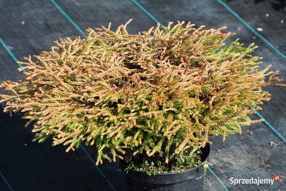 Żywotnik zachodni Golden Tuffet thuja tuja Imbramowice