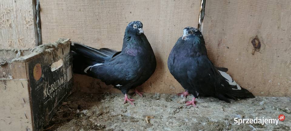 Orliki lubelskie Tokarówka