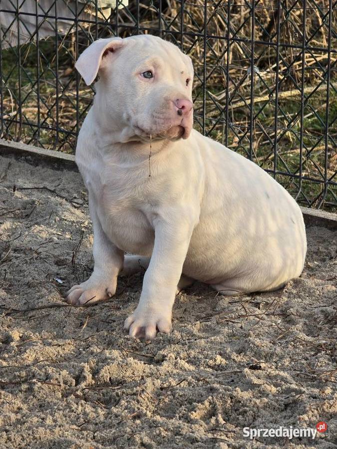 American bully XL Byczyna