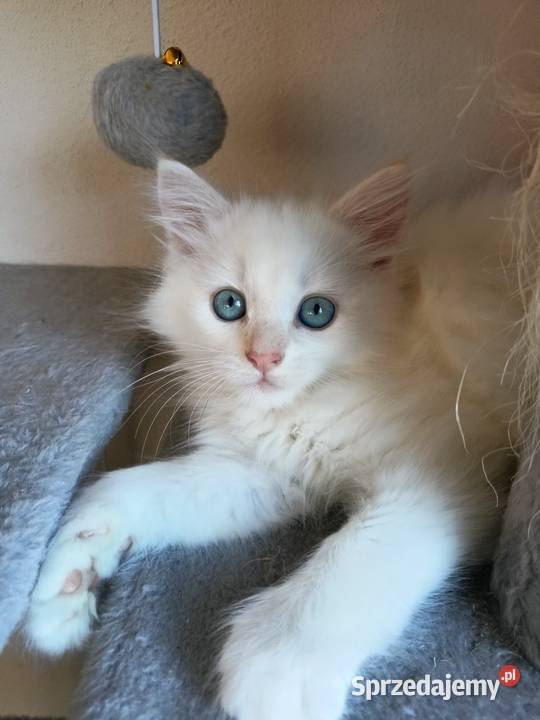 Śliczny Kocur Syberyjski Umi z Rodowodem PZFWCF Sochaczew