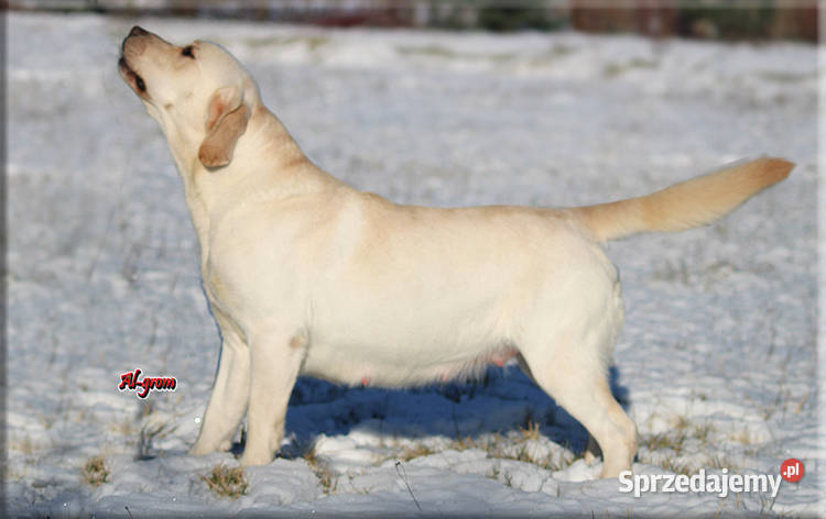 Dorosła żółta suka rasy Labrador Retriever mazowieckie Chynów sprzedam