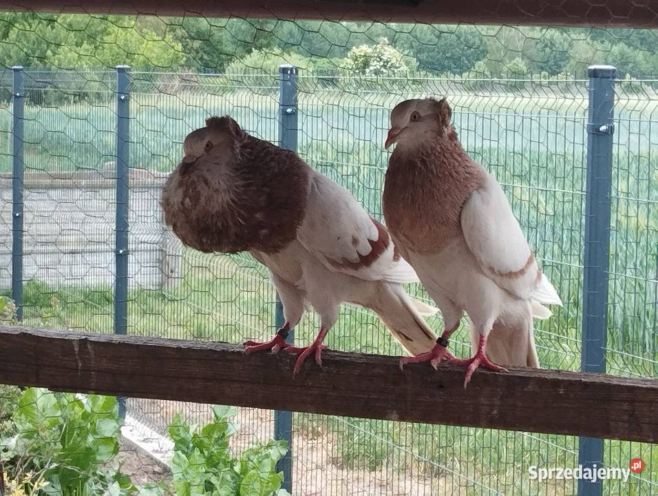 GARŁACZE ŚLĄSKIE dwa samce Głogów sprzedam