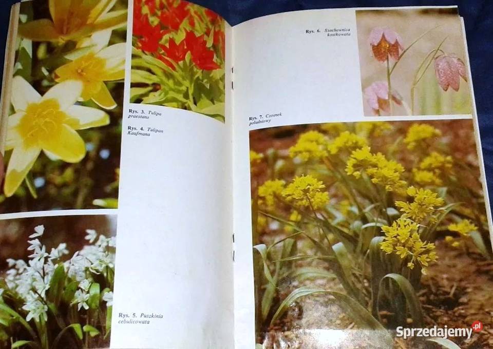 Mało znane ozdobne rośliny cebulowe i bulwiaste Chełm