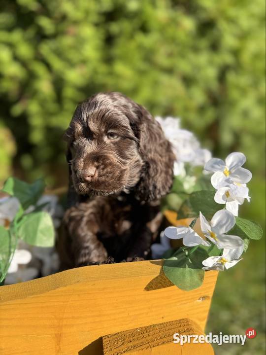 Wyjątkowy czekoladowy piesek Cocker Spaniel Warszawa