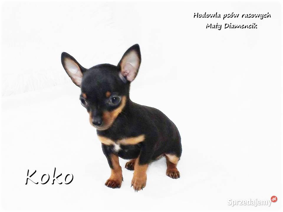 Ultra MINI Sunia KOKO Pinczer miniaturowy lubuskie