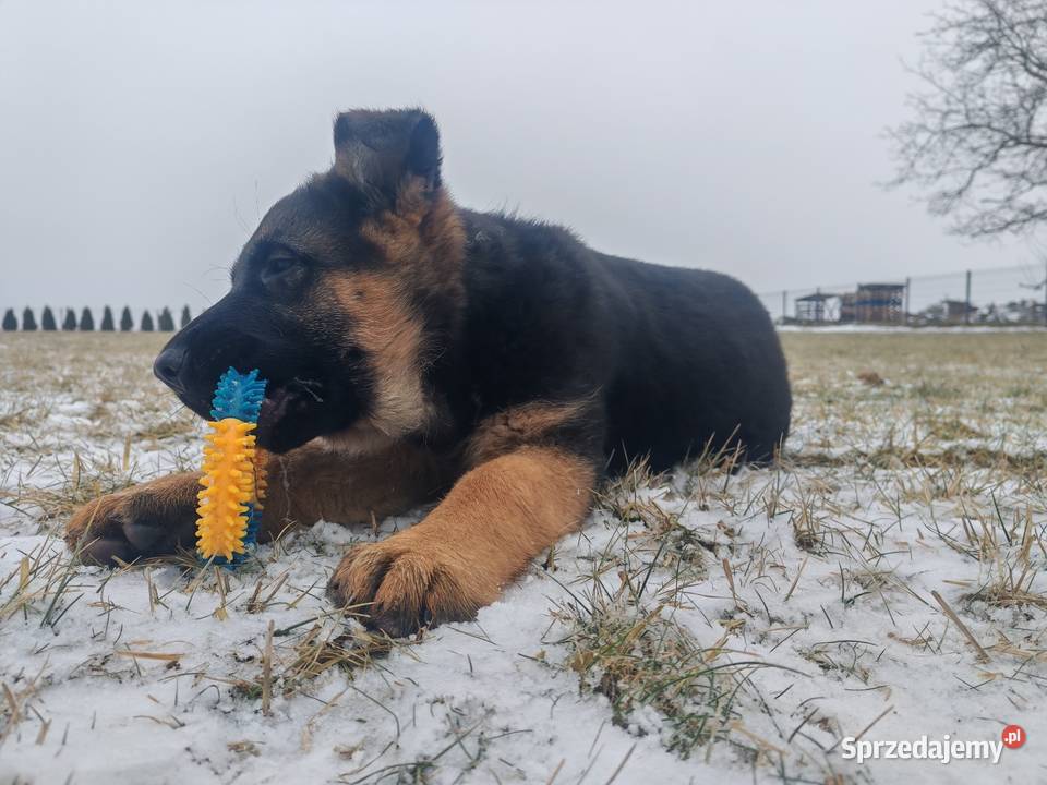 Owczarek niemiecki suka Gołuchów