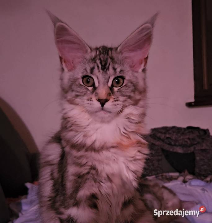 CatsMyLove kociaki śląskie Ruda Śląska