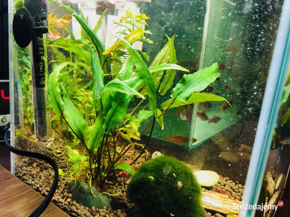 Akwarium Aquael krewetkarium kostka Justynów sprzedam