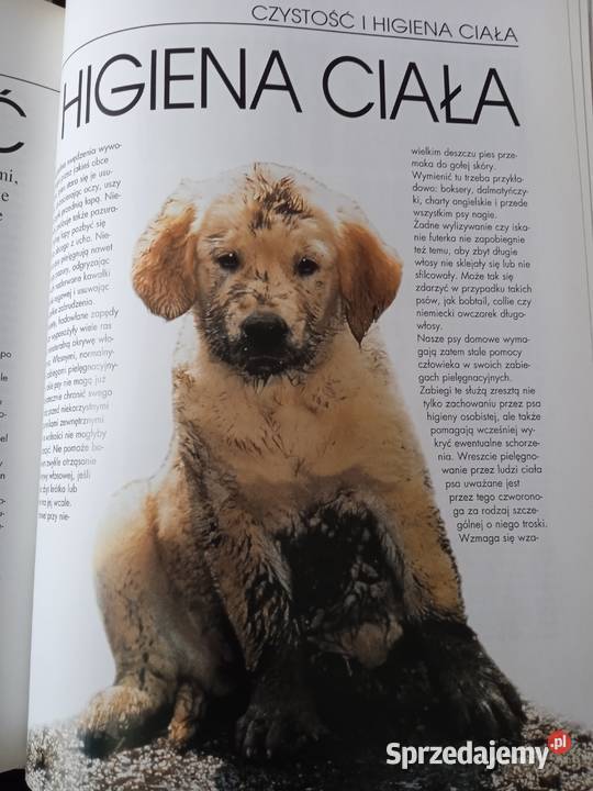 Pies mój przyjaciel wielkopolskie Poznań sprzedam