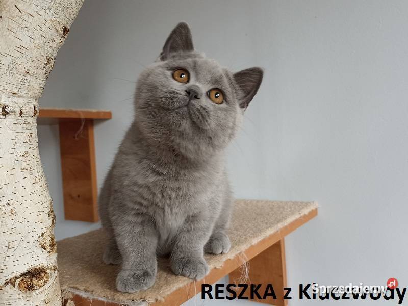 Piękne kocięta brytyjskie kotki do hodowli Kraków