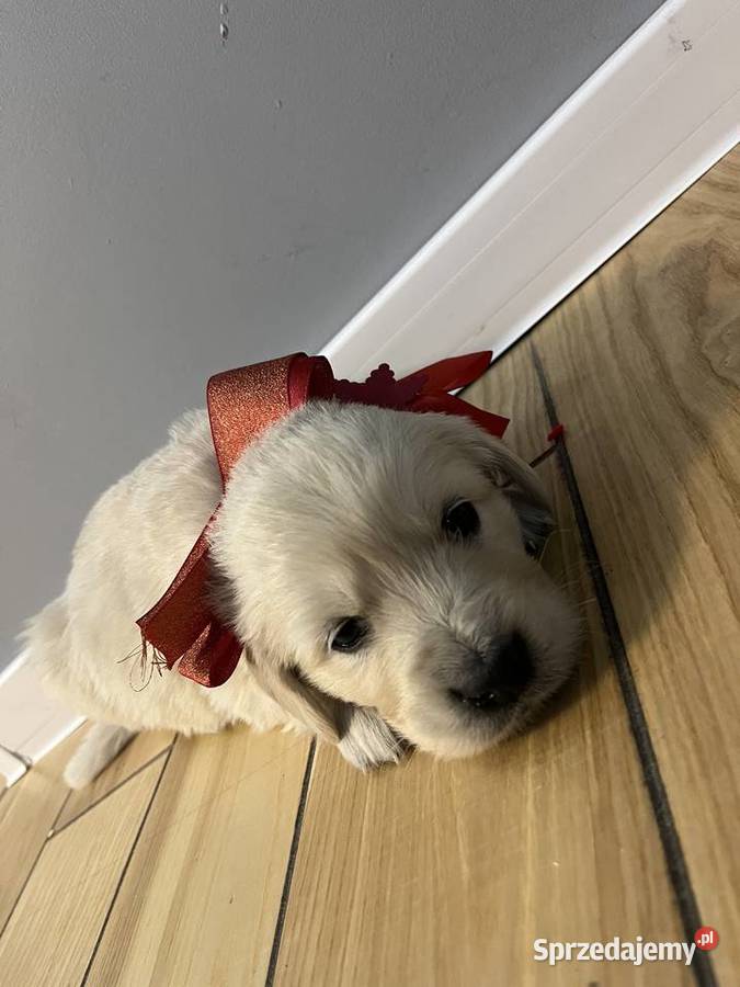 Szczeniaki Golden Retriever z legalnej hodowli lubelskie Wilkołaz Pierwszy