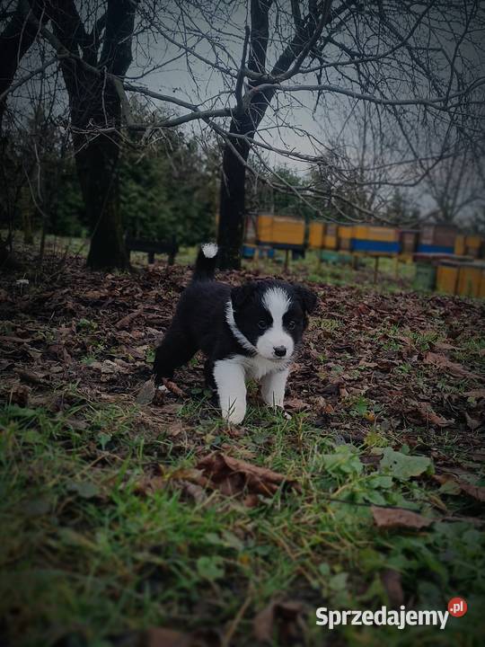 Border collie szczeniaki Psy lubelskie Hrubieszów