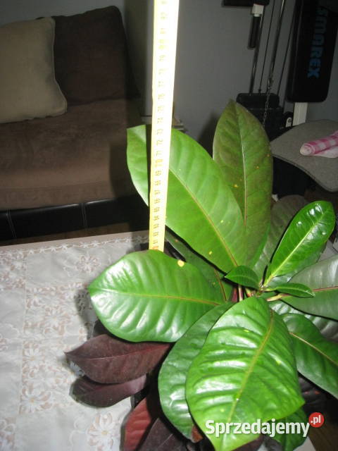 Kroton roślina doniczkowa śląskie Częstochowa