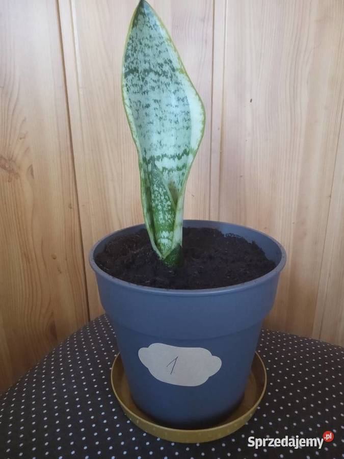 Sansevieria kwiat doniczkowy kwiaty Liściaste